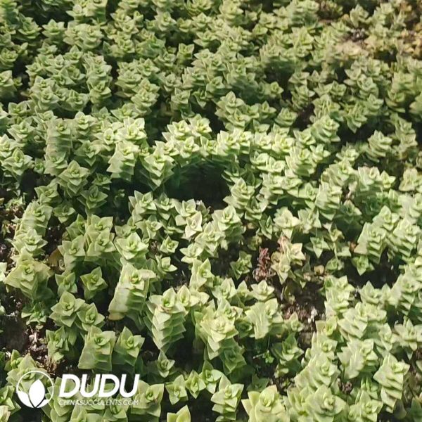 500Pcs Crassula perforata subsp. perforata Cuttings - Image 2