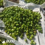 500Pcs Echeveria Little Lantern Cuttings - Image 2