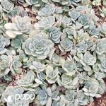 500Pcs Echeveria Blue Surprise Cuttings - Image 2