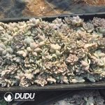 500Pcs Pachyphytum Apricot Beauty Variegated Cuttings - Image 2