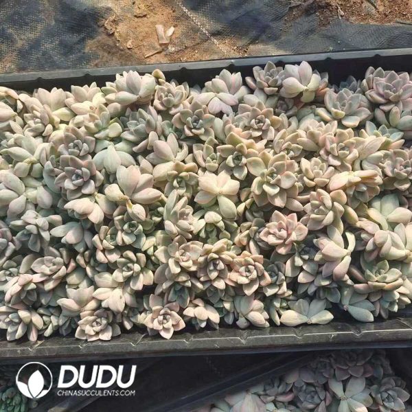 500Pcs Pachyphytum Apricot Beauty Variegated Cuttings - Image 2
