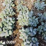 500Pcs Cotyledon orbiculata cv. Cuttings - Image 2