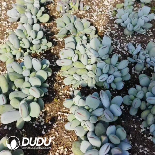 500Pcs Cotyledon orbiculata cv. Cuttings - Image 2