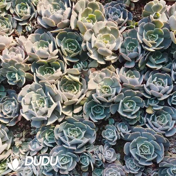 500Pcs Echeveria Desert Star Cuttings - Image 2