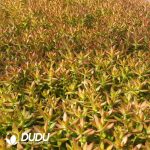 500Pcs Sedum Adolphii Firestorm Cuttings - Image 2