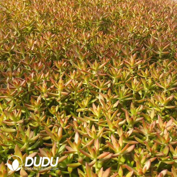 500Pcs Sedum Adolphii Firestorm Cuttings - Image 2