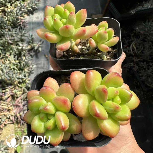 Sedum Shangri La Double Heads - Image 2