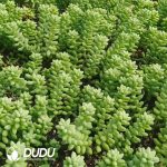 500Pcs Sedum Elegans Cuttings - Image 2