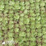 500Pcs Echeveria Suyon Cuttings - Image 2