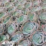 500Pcs Echeveria Dust Rose Cuttings - Image 2