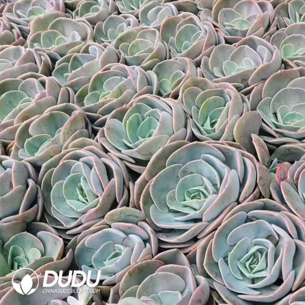 500Pcs Echeveria Dust Rose Cuttings - Image 2