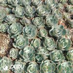 500Pcs Echeveria Amistar Cuttings - Image 2