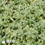 500Pcs Echeveria Macdougallii E.Walther Cuttings - Image 2