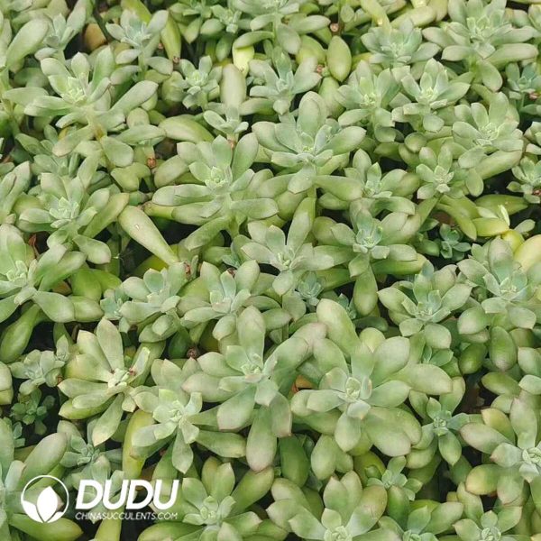 500Pcs Echeveria Macdougallii E.Walther Cuttings - Image 2