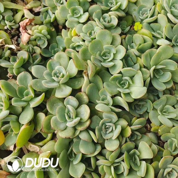 500Pcs Echeveria Chao Lu Cuttings - Image 2