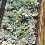 500Pcs Echeveria Monroe Cuttings - Image 2