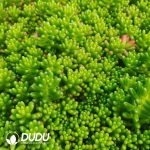 500Pcs Sedum × Rubrotinctum R.T.Clausen Cuttings - Image 2