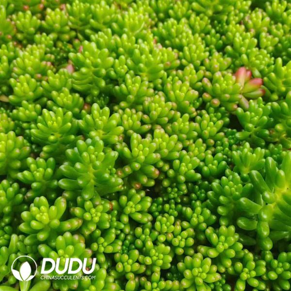 500Pcs Sedum × Rubrotinctum R.T.Clausen Cuttings - Image 2