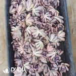 500Pcs Graptoveria Debbi Cuttings - Image 2