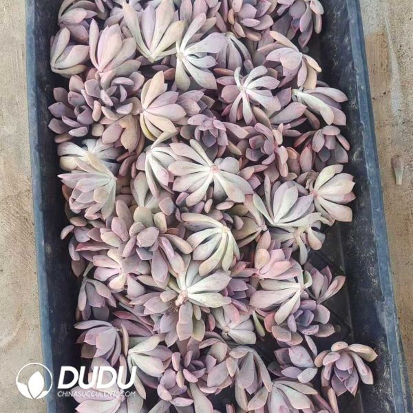 500Pcs Graptoveria Debbi Cuttings - Image 2