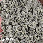 500Pcs Kalanchoe Eriophylla Cuttings - Image 2