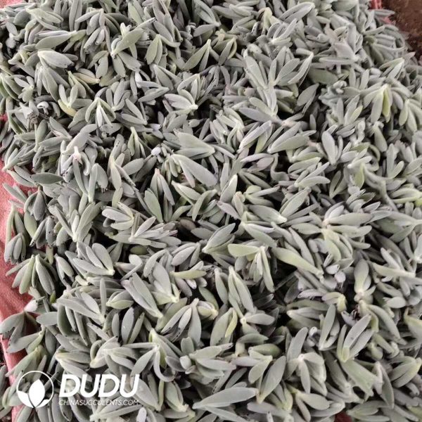 500Pcs Kalanchoe Eriophylla Cuttings - Image 2