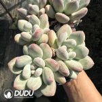 Pachyveria Perfume Clustering - Image 2