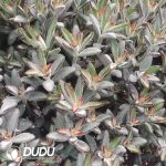 500Pcs Kalanchoe Tomentosa Chocolate Soldier Cuttings - Image 2