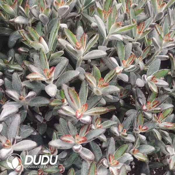 500Pcs Kalanchoe Tomentosa Chocolate Soldier Cuttings - Image 2