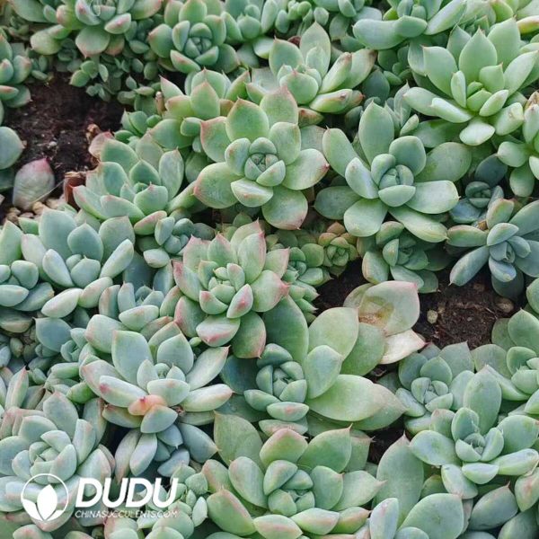 500Pcs Echeveria Alba Beauty Cuttings - Image 2