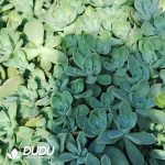 500Pcs Graptoveria Harry Watson Cuttings - Image 2