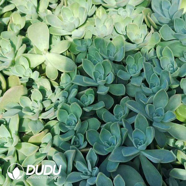 500Pcs Graptoveria Harry Watson Cuttings - Image 2