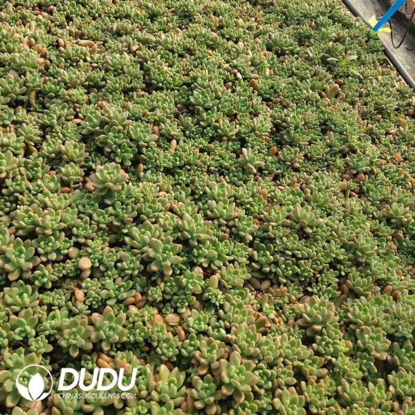 500Pcs Echeveria Chanel Cuttings - Image 2