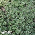 500Pcs Echeveria Dream Rose Cuttings - Image 2