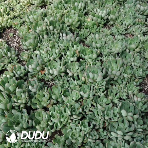 500Pcs Echeveria Dream Rose Cuttings - Image 2