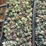 500Pcs Pachyphytum Rouge Beauty Cuttings - Image 2