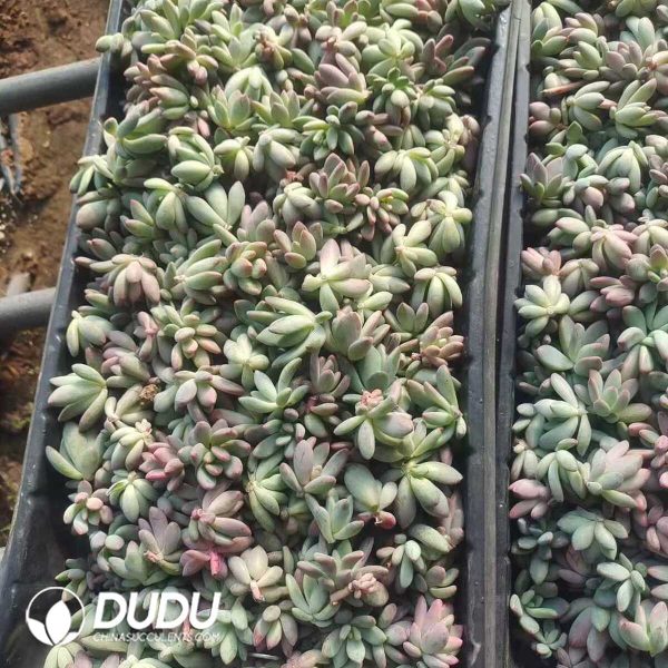 500Pcs Pachyphytum Rouge Beauty Cuttings - Image 2
