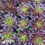Aeonium Super Bang - Image 2