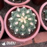 (Grafted)Gymnocalycium Saglionis Thornless - Image 2