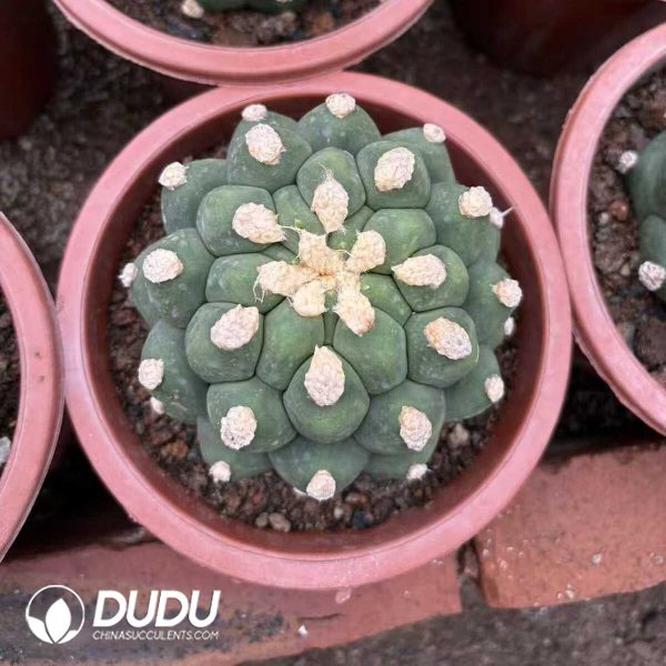 (Grafted)Gymnocalycium Saglionis Thornless - Image 2