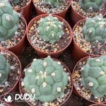 (Seed Grown)Gymnocalycium Saglionis Thornless - Image 2