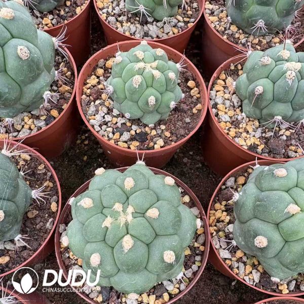 (Seed Grown)Gymnocalycium Saglionis Thornless - Image 2