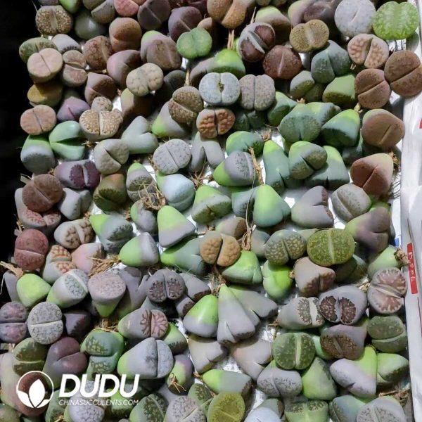 Lithops Mixed - Image 2