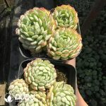 Echeveria Little Red Boat Clustering - Image 2