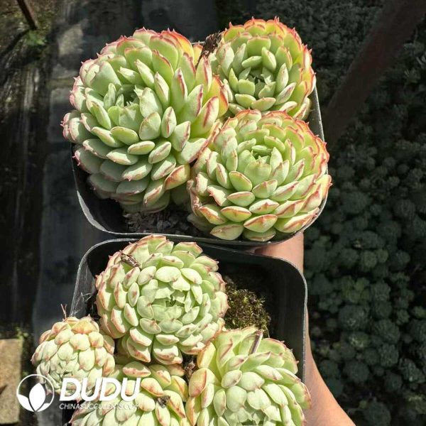 Echeveria Little Red Boat Clustering - Image 2