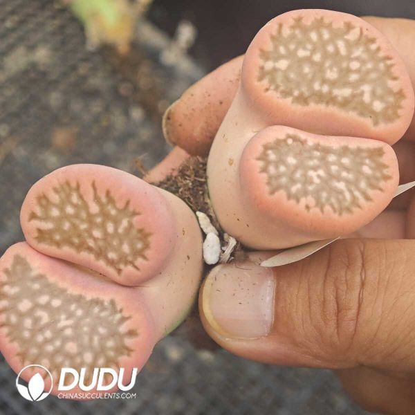 Lithops Variegation Double Haead - Image 4