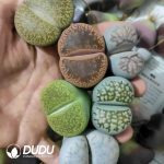 Lithops Mixed - Image 2