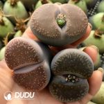 Lithops Aucampiae - Image 2