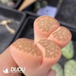 Lithops Variegation Double Haead - Image 2