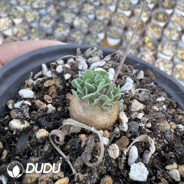 Othonna Cacalioides - Image 2